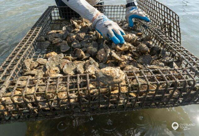 Austern Tour in Virgina Beach - The VA Oyster Tasting Tour