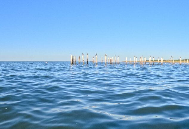 Kajakfahren mit Delfinen - Chesapean Bay Virginia Beach VA