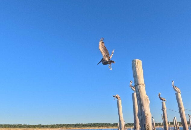 Kajakfahren mit Delfinen - Chesapean Bay Virginia Beach VA
