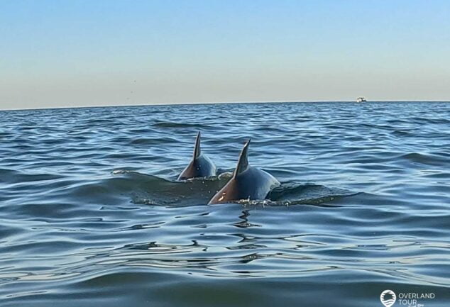 Kajakfahren mit Delfinen - Chesapean Bay Virginia Beach VA