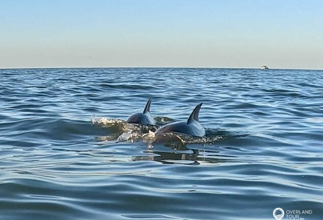 Kajakfahren mit Delfinen - Chesapean Bay Virginia Beach VA