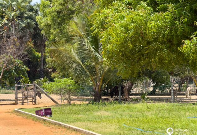 Mannar: Sehenswürdigkeiten, Geheimtipps & versteckte Schätze Sri Lankas