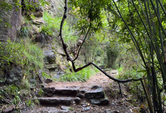 Nuwara Eliya: Ein Roadtrip ins mystische Hochland Sri Lankas
