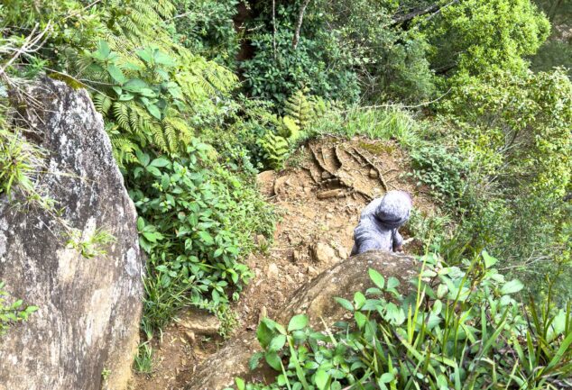 Nuwara Eliya: Ein Roadtrip ins mystische Hochland Sri Lankas