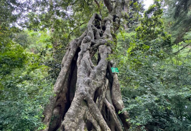 Nuwara Eliya: Ein Roadtrip ins mystische Hochland Sri Lankas