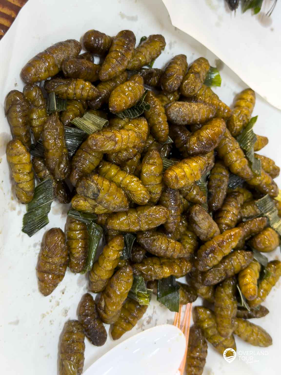 Cremig statt knackig: Die goldbraun frittierten Seidenraupen (Nhong Mai) gelten als das ideale „Einsteiger-Insekt“. Ihr nussiges Aroma, das an geröstete Maronen erinnert, macht sie zu einem echten kulinarischen Highlight auf dem Nachtmarkt